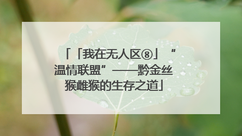 「我在无人区⑧」“温情联盟”——黔金丝猴雌猴的生存之道