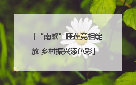 “南繁”睡莲竞相绽放 乡村振兴添色彩