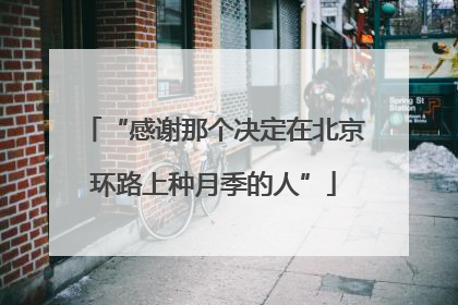 “感谢那个决定在北京环路上种月季的人”