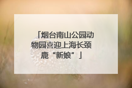 烟台南山公园动物园喜迎上海长颈鹿“新娘”