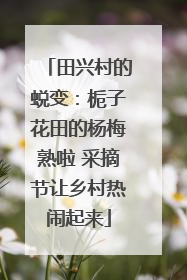 田兴村的蜕变：栀子花田的杨梅熟啦 采摘节让乡村热闹起来