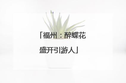 福州：醉蝶花盛开引游人
