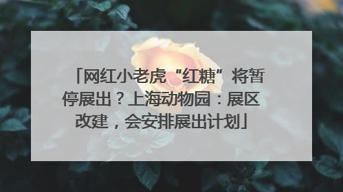 网红小老虎“红糖”将暂停展出？上海动物园：展区改建，会安排展出计划