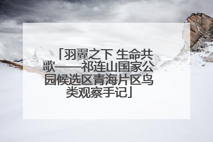 羽翼之下 生命共歌——祁连山国家公园候选区青海片区鸟类观察手记
