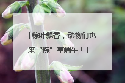 粽叶飘香，动物们也来“粽”享端午！
