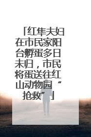 红隼夫妇在市民家阳台孵蛋多日未归，市民将蛋送往红山动物园“抢救”