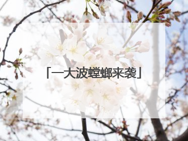 一大波螳螂来袭