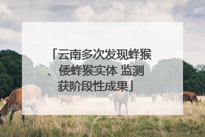 云南多次发现蜂猴、倭蜂猴实体 监测获阶段性成果