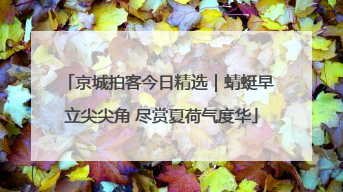 京城拍客今日精选｜蜻蜓早立尖尖角 尽赏夏荷气度华