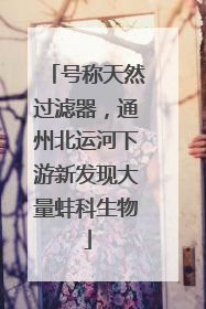 号称天然过滤器，通州北运河下游新发现大量蚌科生物