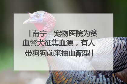 南宁一宠物医院为贫血警犬征集血源，有人带狗狗前来抽血配型
