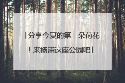 分享今夏的第一朵荷花！来杨浦这座公园吧