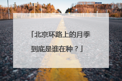 北京环路上的月季到底是谁在种？
