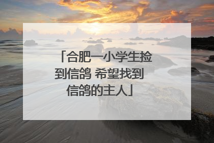 合肥一小学生捡到信鸽 希望找到信鸽的主人