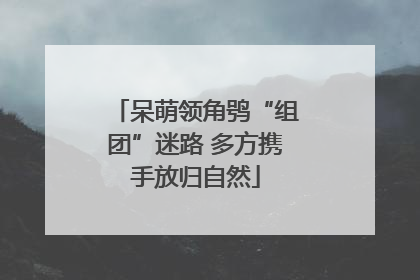 呆萌领角鸮“组团”迷路 多方携手放归自然