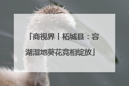 商视界丨柘城县：容湖湿地葵花竞相绽放