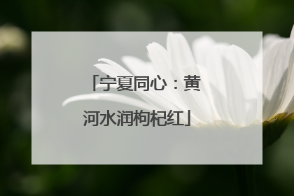 宁夏同心：黄河水润枸杞红