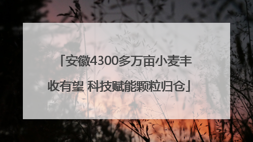 安徽4300多万亩小麦丰收有望 科技赋能颗粒归仓