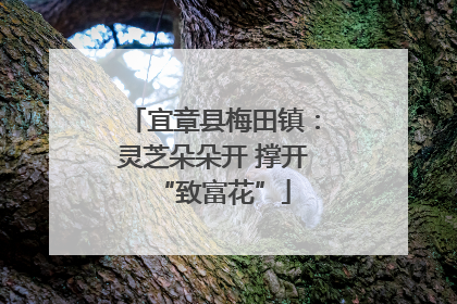 宜章县梅田镇：灵芝朵朵开 撑开“致富花”