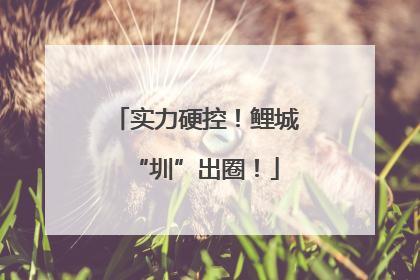 实力硬控！鲤城“圳”出圈！