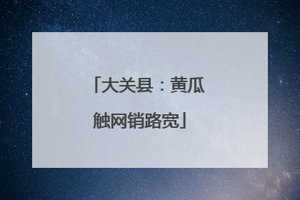 大关县：黄瓜触网销路宽