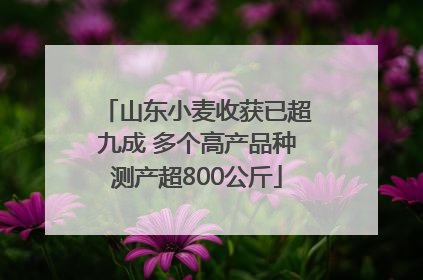 山东小麦收获已超九成 多个高产品种测产超800公斤