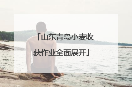 山东青岛小麦收获作业全面展开