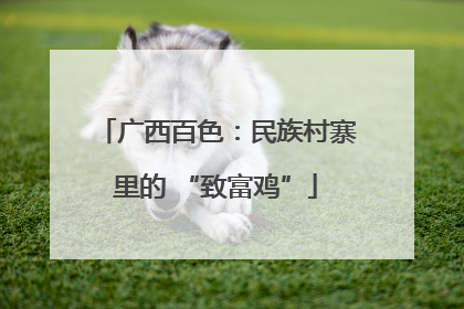 广西百色：民族村寨里的 “致富鸡”