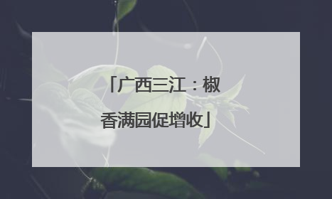 广西三江：椒香满园促增收