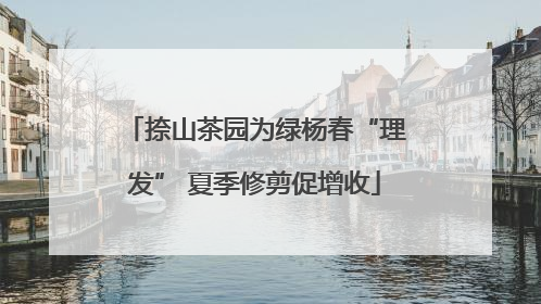 捺山茶园为绿杨春“理发” 夏季修剪促增收