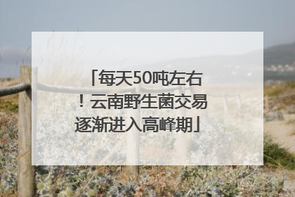 每天50吨左右！云南野生菌交易逐渐进入高峰期