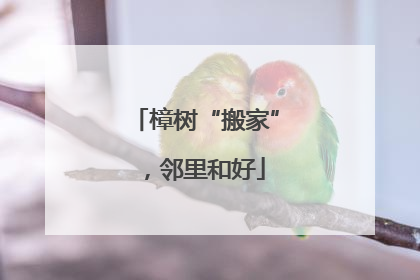 樟树“搬家”，邻里和好