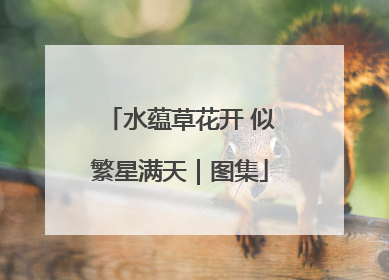 水蕴草花开 似繁星满天｜图集