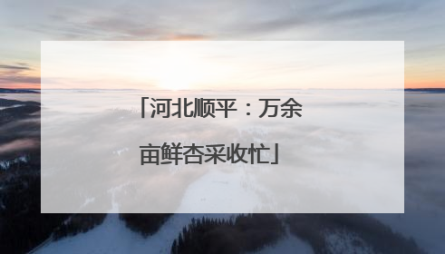 河北顺平：万余亩鲜杏采收忙