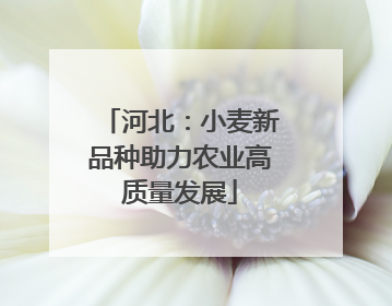 河北：小麦新品种助力农业高质量发展