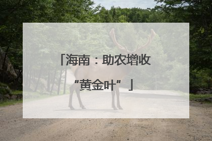 海南：助农增收 “黄金叶”