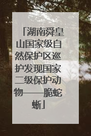 湖南舜皇山国家级自然保护区巡护发现国家二级保护动物——脆蛇蜥