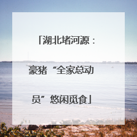 湖北堵河源：豪猪“全家总动员”悠闲觅食