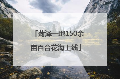 菏泽一地150余亩百合花海上线