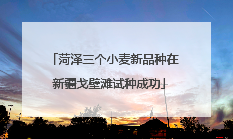 菏泽三个小麦新品种在新疆戈壁滩试种成功