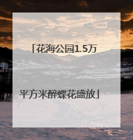 花海公园1.5万平方米醉蝶花盛放