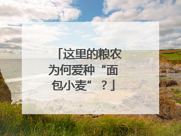 这里的粮农为何爱种“面包小麦”？