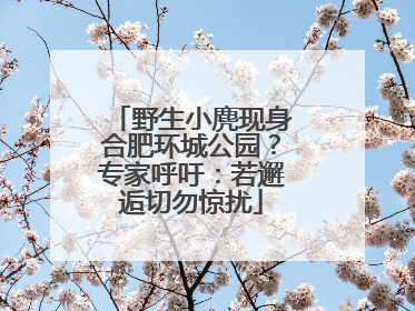 野生小麂现身合肥环城公园？专家呼吁：若邂逅切勿惊扰