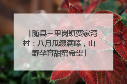 随县三里岗镇贾家湾村：八月瓜缀满藤，山野孕育甜蜜希望
