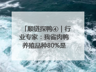 顺链探鸭④｜行业专家：我省肉鸭养殖品种80%是樱桃谷鸭