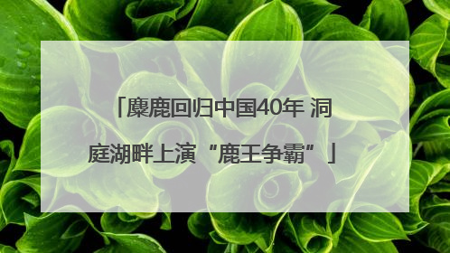 麋鹿回归中国40年 洞庭湖畔上演“鹿王争霸”