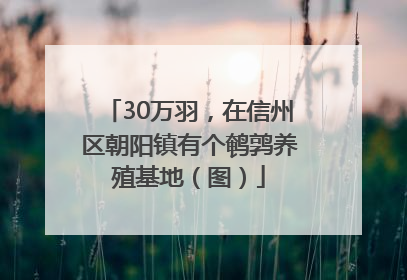 30万羽，在信州区朝阳镇有个鹌鹑养殖基地（图）